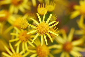 Ragwort close The uploaded image is a nature still life photograph featuring the close-up view of ragwort flowers. The vibrant yellow petals and clustered centers of the plants are prominently displayed, highlighting the detailed structure of these wild flowers. The photograph was taken in the morning during the summer season, as indicated by the timestamp. The background is soft and blurred, drawing attention to the ragwort blooms and emphasizing the richness of plant life. No other man-made structures or distinctive natural landmarks are visible in the composition, which remains focused on the organic beauty of the flowers.